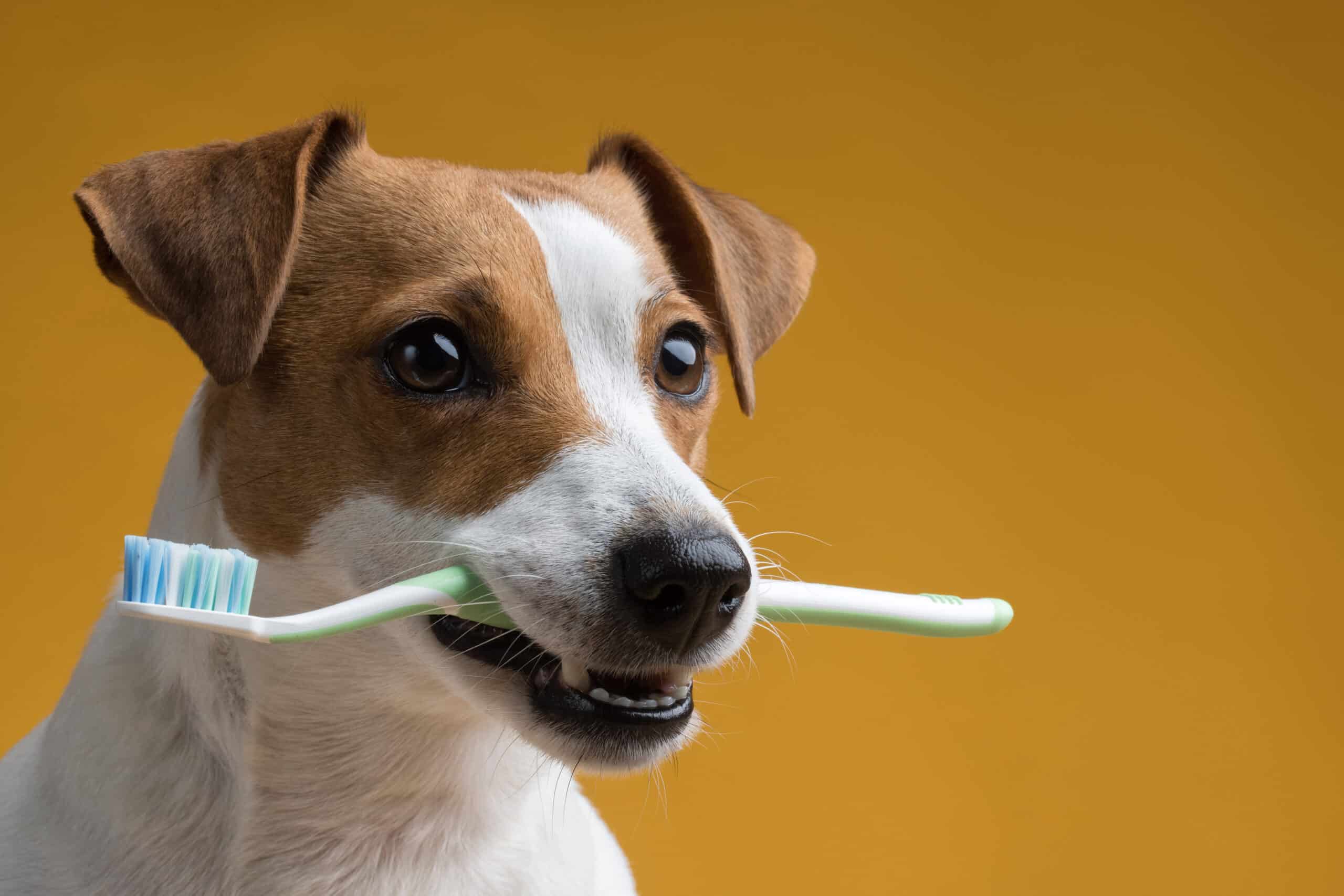 Preventing Pet Periodontal Disease