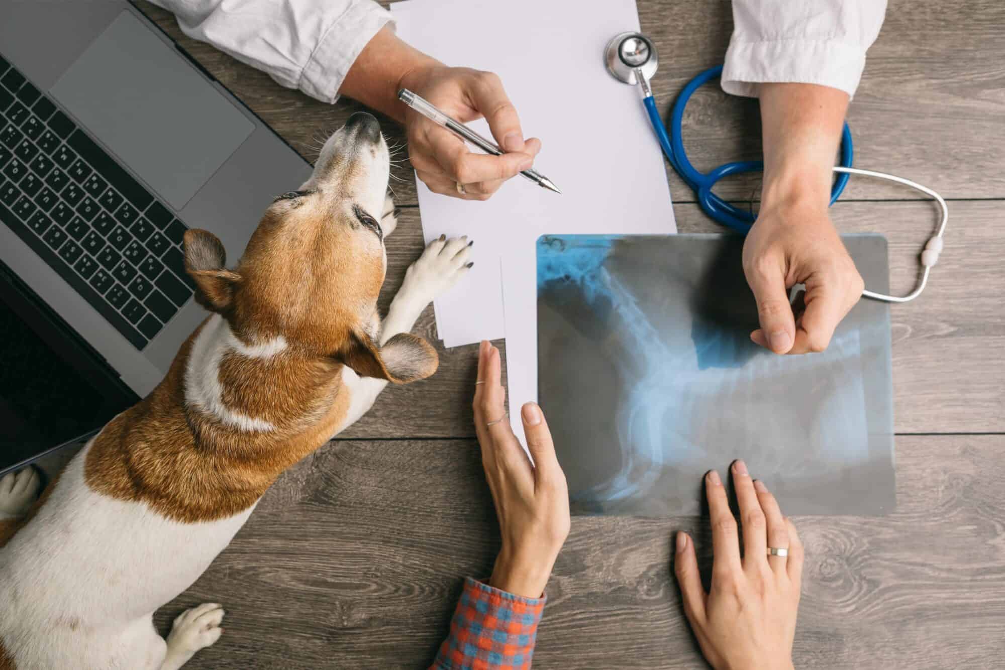 Reasons Why Your Pet May Need an Ultrasound