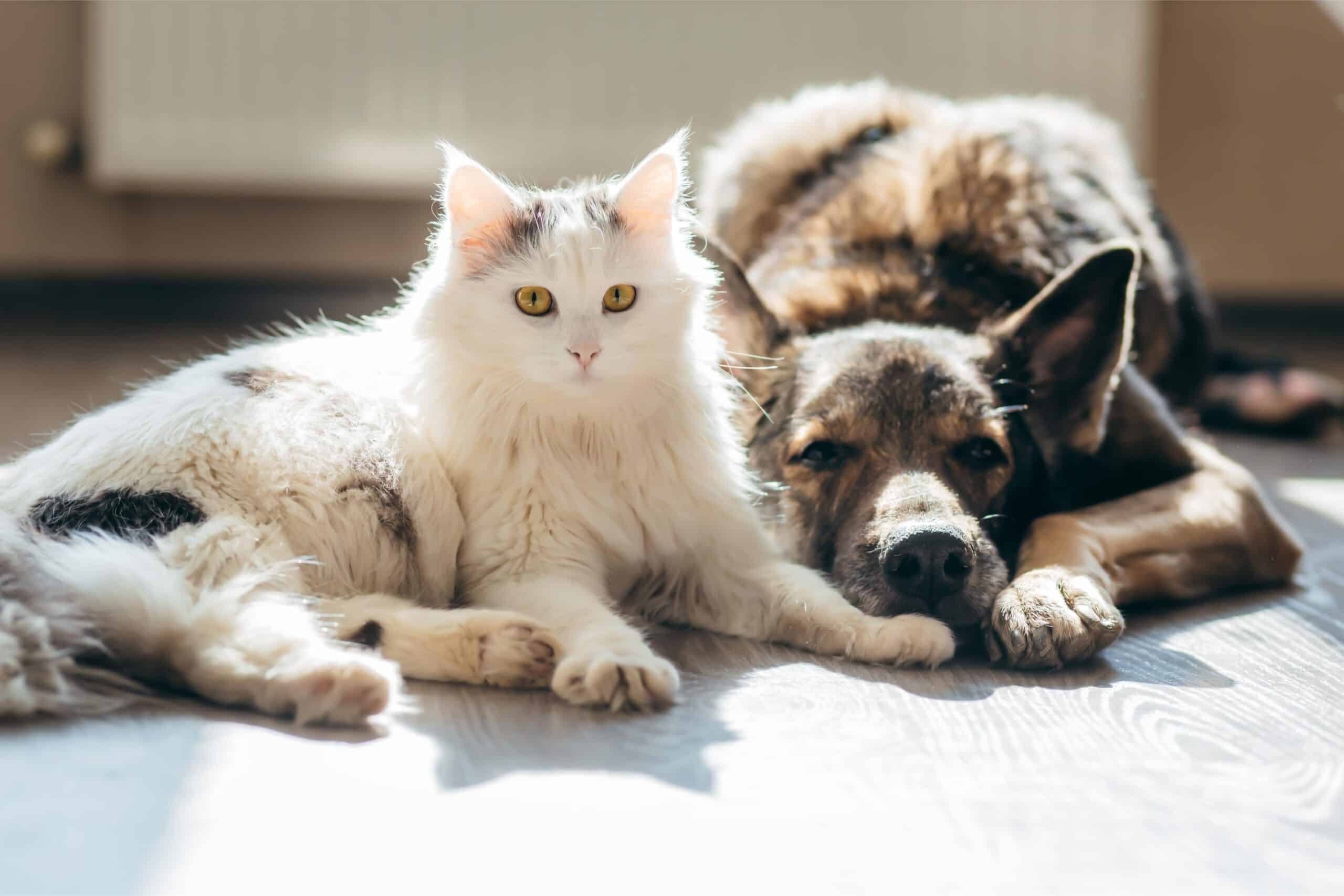 Joint Pain and Arthritis in Senior Pets