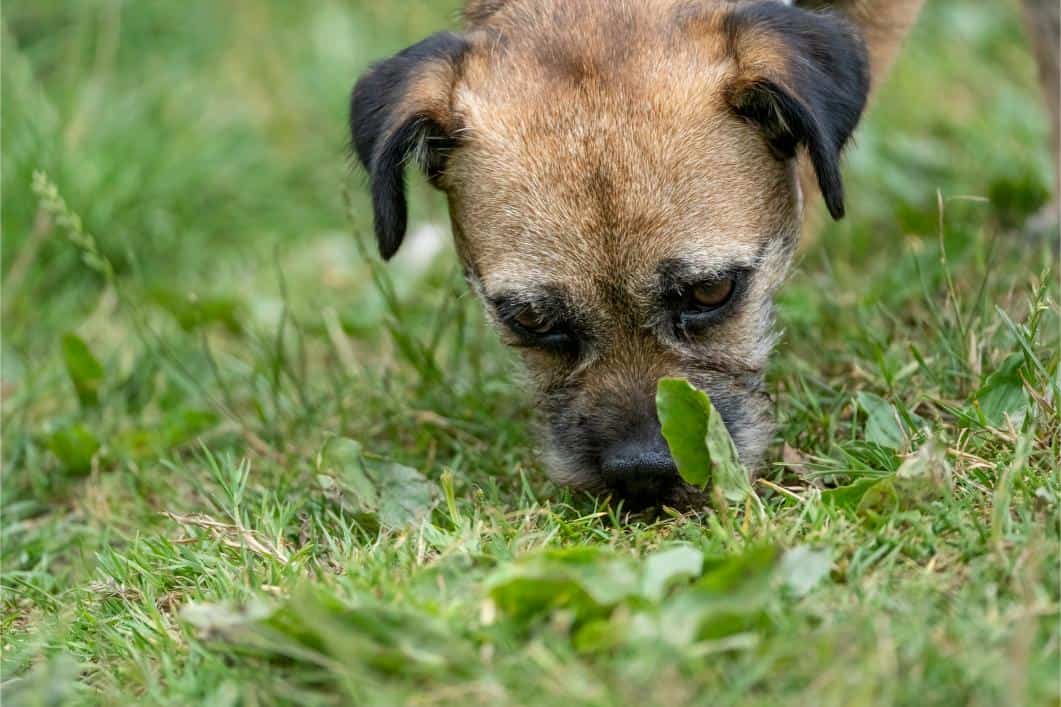 Why Does My Dog Eat Poop?