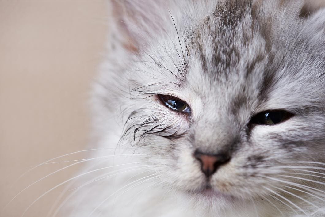 Common Feline Allergies & How To Combat Them