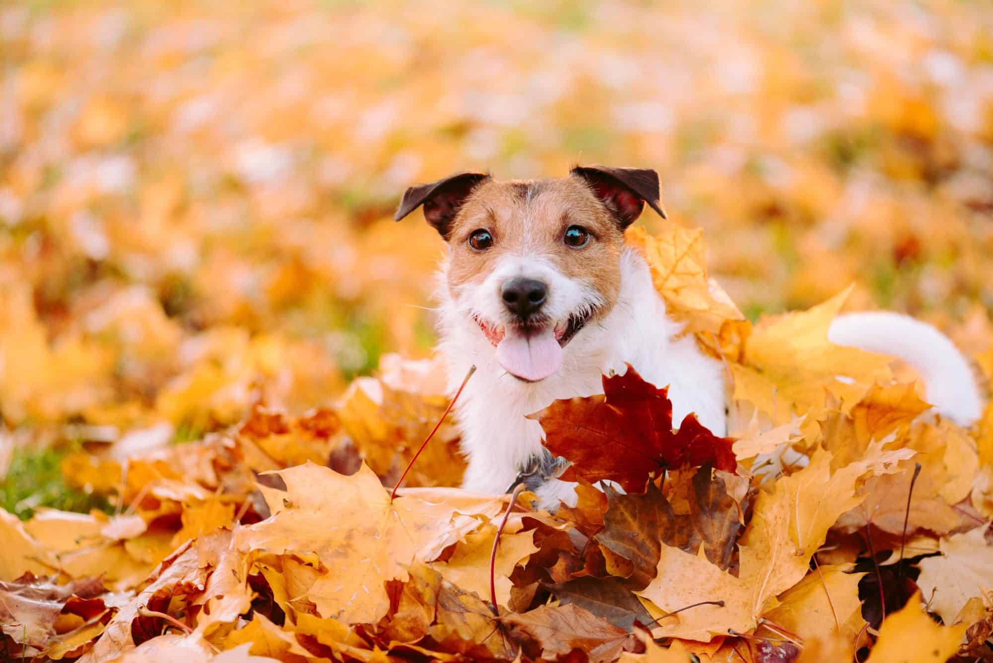 Autumn/Fall Safety for Pets