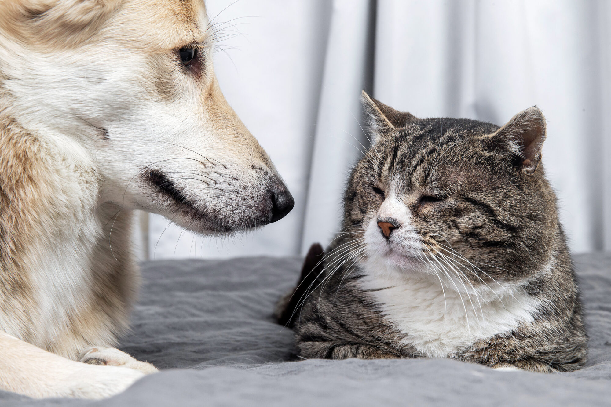 Taking Care of Senior Pets