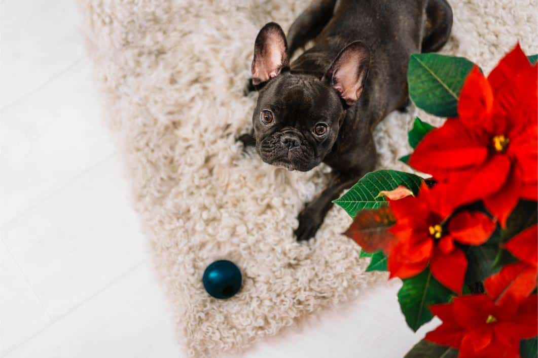 Holiday Foods & Plants That Are Toxic to Your Pets