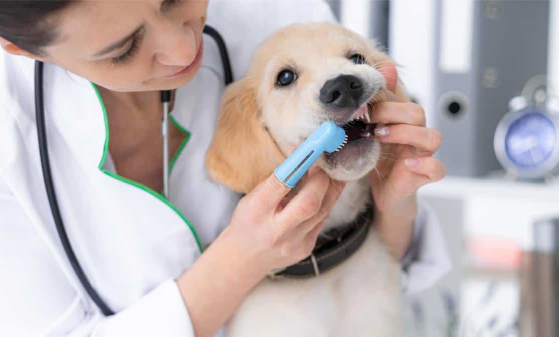 How To Brush Your Dog’s Teeth